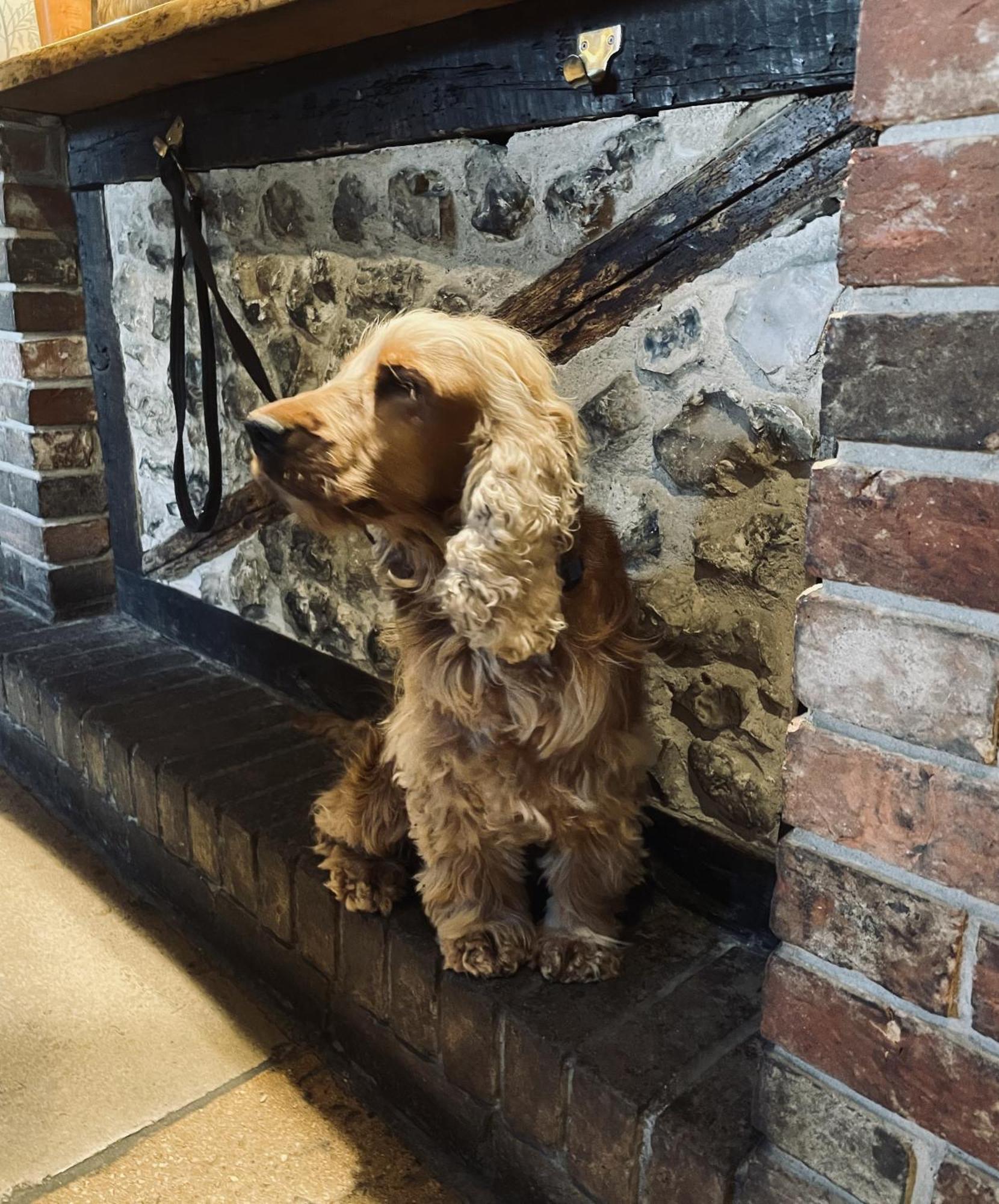 The Greyhound Inn Sydling St Nicholas 外观 照片
